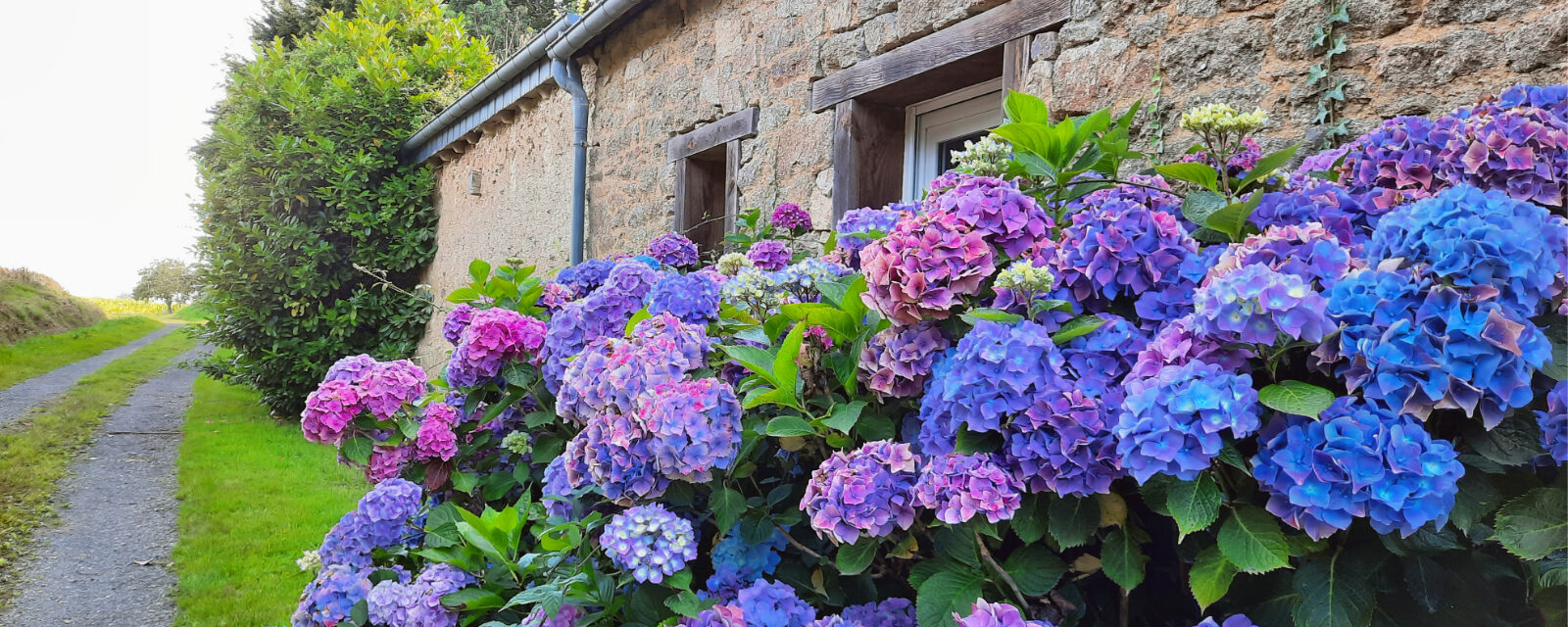 Rhododendrons