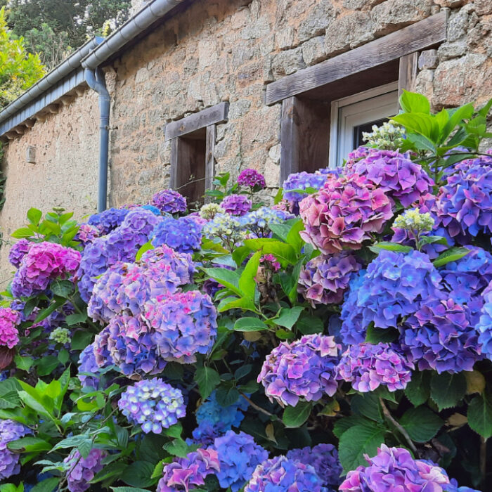 Rhododendrons