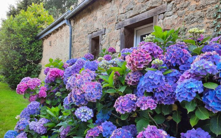 Rhododendrons